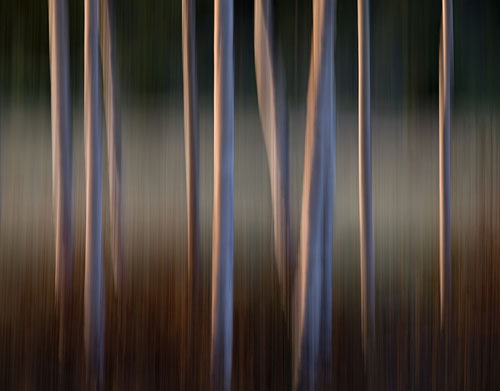 Forest # 5