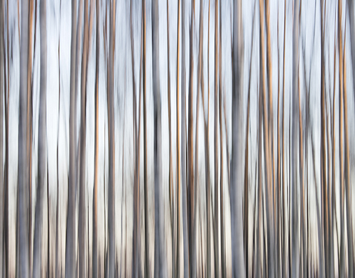 Forest # 8